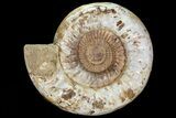 Huge, Jurassic Ammonite Fossil - Madagascar #74847-2